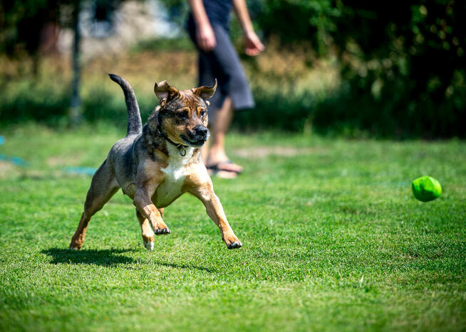 Toro – czas na spokojne życie i codzienne przygody