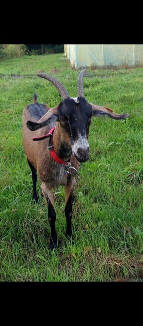 Witam sprzedam kozę z kózką.