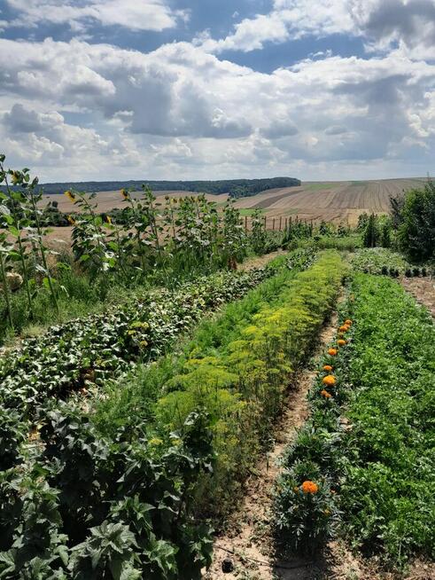 Nowy dom z działką