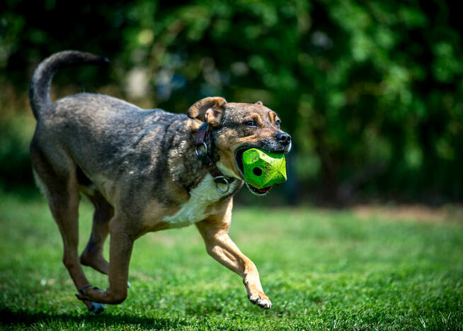 Toro – czas na spokojne życie i codzienne przygody