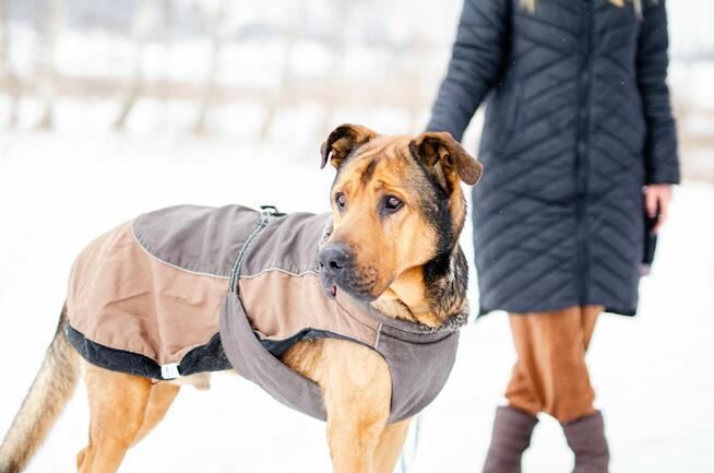 Leon - wielki pies z gołębim sercem szuka domu!