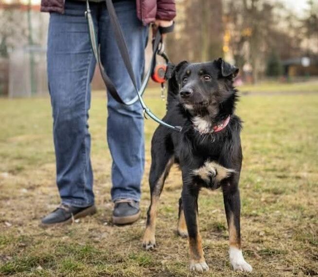 Proludzki młodziak o wielkim sercu marzy o kochającym domu