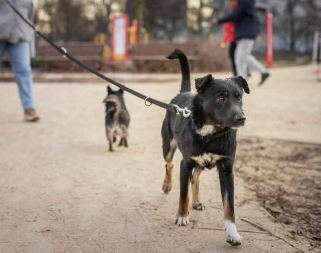 Młody wesoły aktywny psiak czeka na kochający dom
