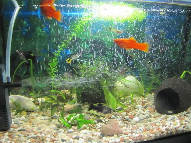 Akwarium z obsadą