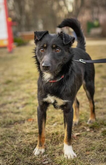 MIESZKO młody wesoły przyjacielski psiak czeka na Ciebie