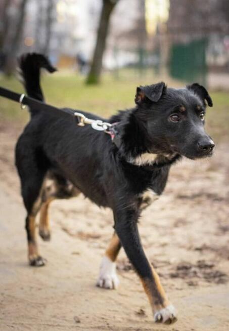 MIESZKO młody wesoły przyjacielski psiak czeka na Ciebie