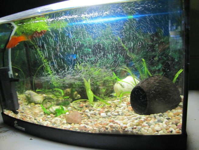 Akwarium z obsadą