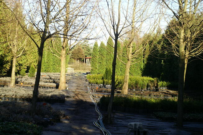 Działka budowlana 36a Jawidz 20km od Lublina