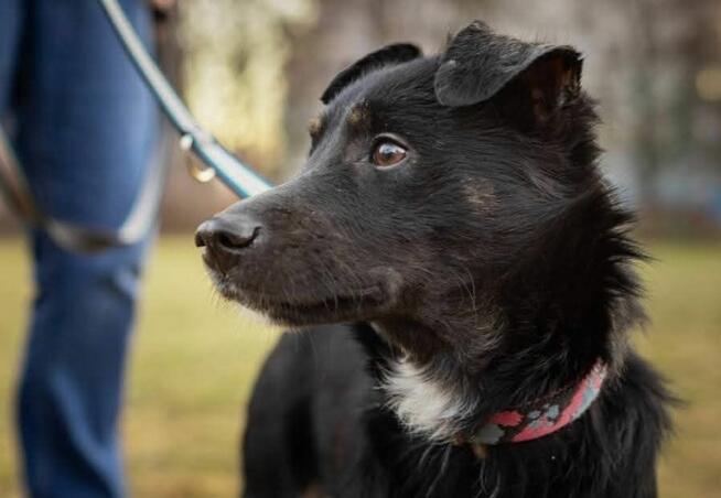 Cudowny młodziak uwielbiający ludzi i zabawę szuka domu