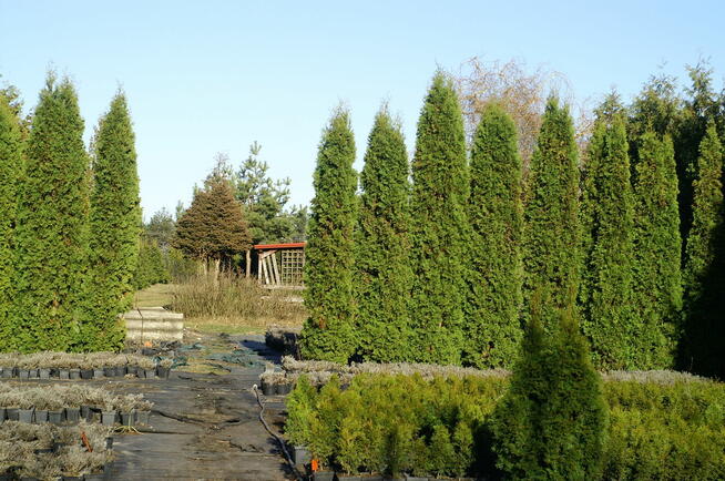 Działka budowlana 36a Jawidz 20km od Lublina