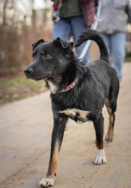 Mieszko młody pełen energii psiak kochający ludzi szuka domu