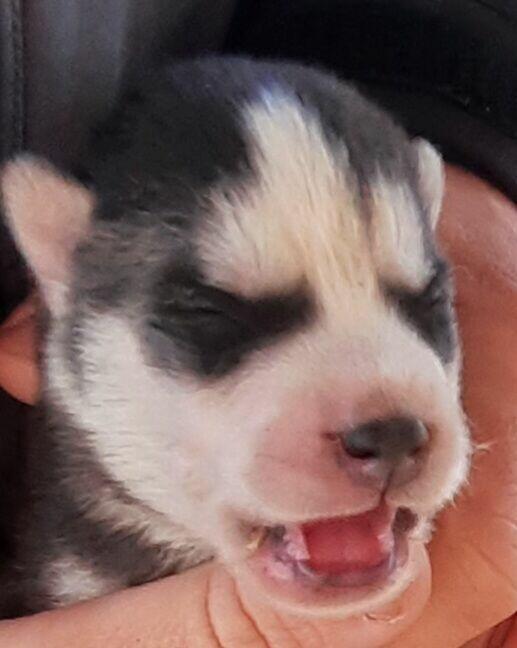 Szczeniaki syberiany husky