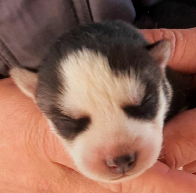 Szczeniaki syberiany husky