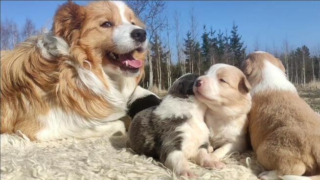 Rasowy Pies Border Collie maści BLUE - Szczeniak WILCZEK z p