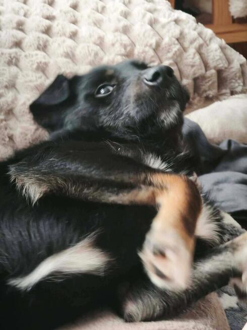 Mieszko młody pełen energii psiak kochający ludzi szuka domu