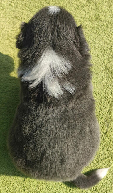 Rasowy Pies Border Collie maści BLUE - Szczeniak WILCZEK z p