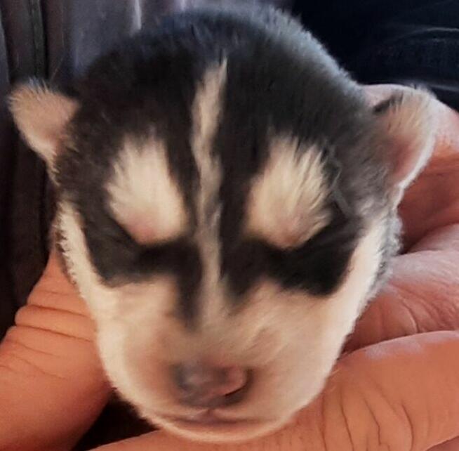 Szczeniaki syberiany husky