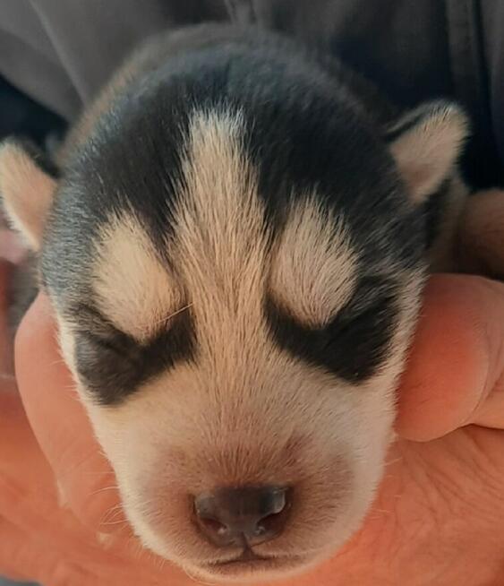 Szczeniaki syberiany husky