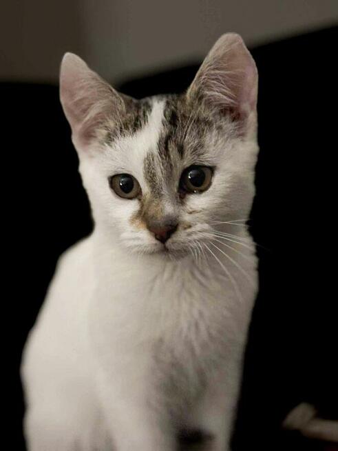 Kocur Lucek do adopcji