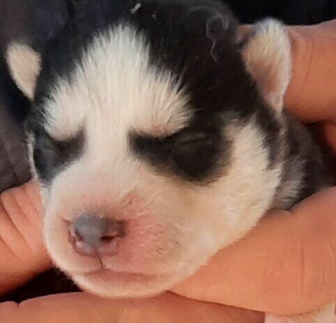 Szczeniaki syberiany husky