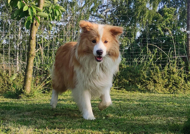 Rasowy Pies Border Collie maści BLUE - Szczeniak WILCZEK z p