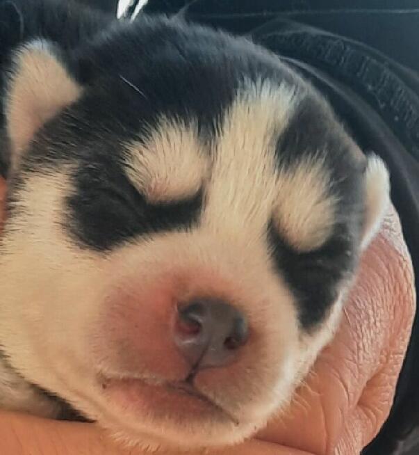 Szczeniaki syberiany husky