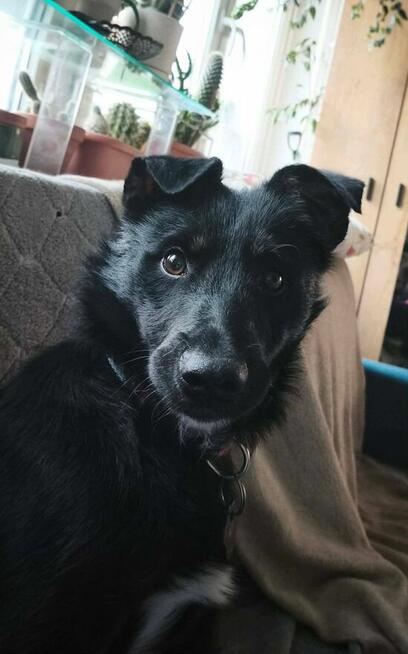 Mieszko młody pełen energii psiak kochający ludzi szuka domu