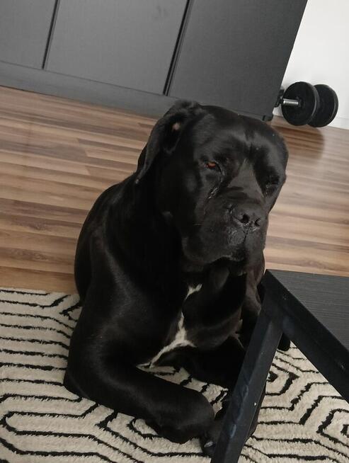 Cane Corso Italiano