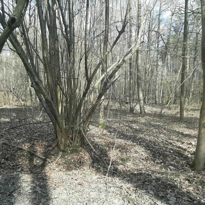 Działka Zgierz Chełmy