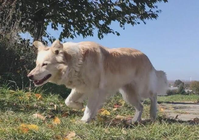 Border Collie - Pies do pasienia na gospodarstwo, pełna dok.