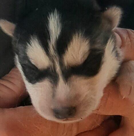 Szczeniaki syberiany husky