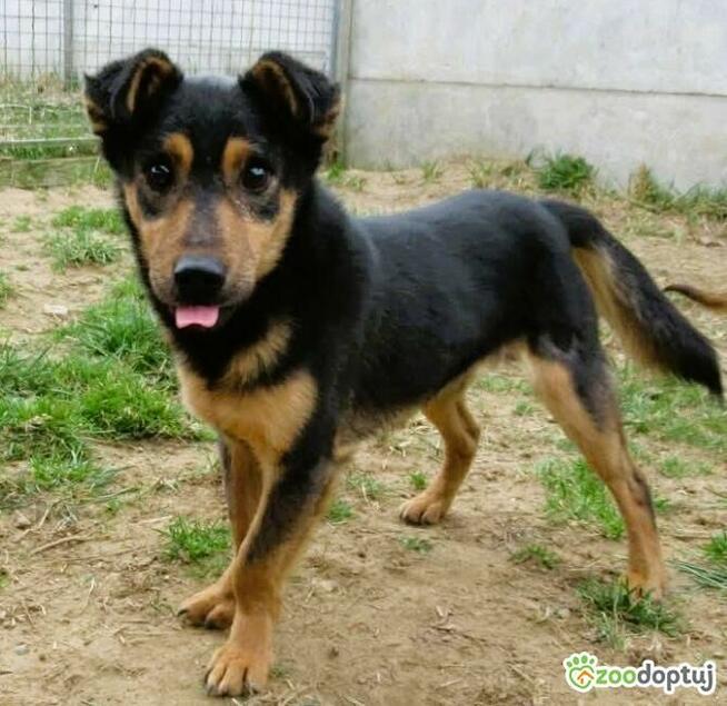 BAMBO - uratowany z gospodarstwa szuka dobrego domu