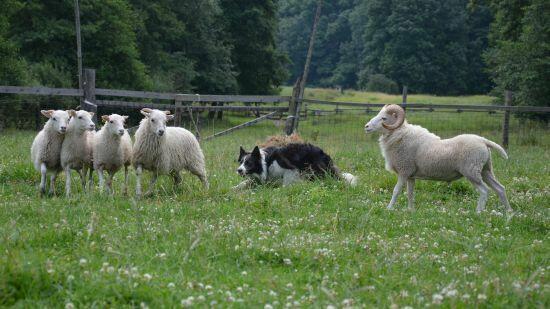 Border Collie - Pies do pasienia na gospodarstwo, pełna dok.