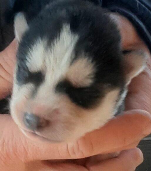 Szczeniaki syberiany husky