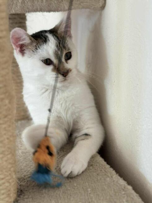 Kocur Lucek do adopcji