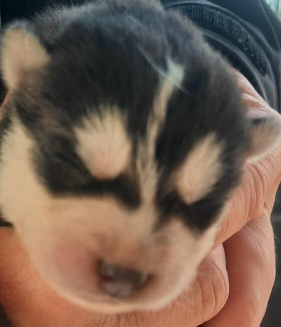 Szczeniaki syberiany husky