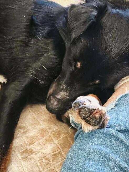 Mieszko młody pełen energii psiak kochający ludzi szuka domu