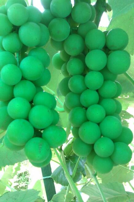 sprzedam działkę RODSwobodaToruń