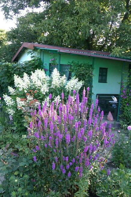 sprzedam działkę RODSwobodaToruń