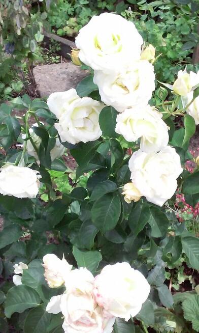 sprzedam działkę RODSwobodaToruń