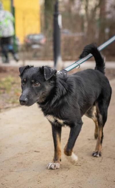 Mieszko młody pełen energii psiak kochający ludzi szuka domu