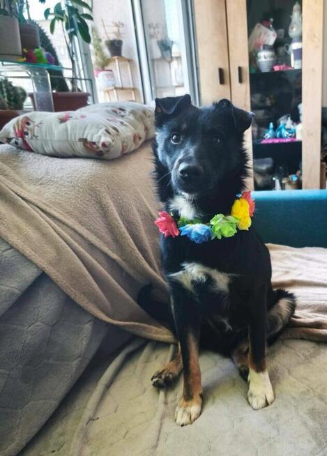 Mieszko młody pełen energii psiak kochający ludzi szuka domu