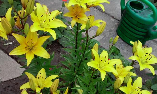 sprzedam działkę RODSwobodaToruń