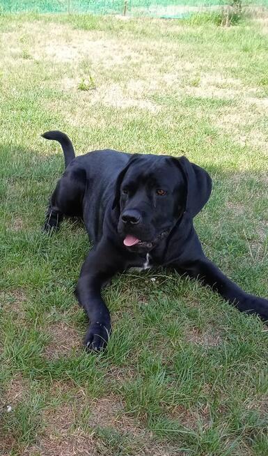 Cane Corso Italiano