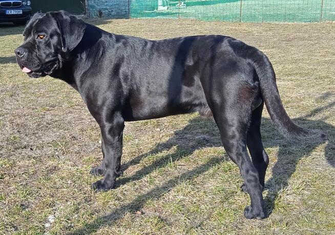 Cane Corso Italiano