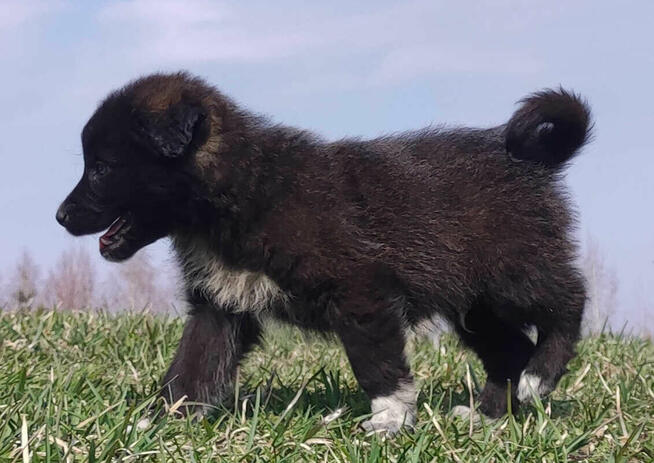 Border Collie - Pies do pasienia na gospodarstwo, pełna dok.