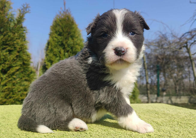 Rasowy Pies Border Collie maści BLUE - Szczeniak WILCZEK z p