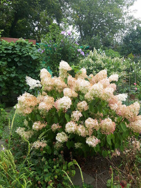 sprzedam działkę RODSwobodaToruń