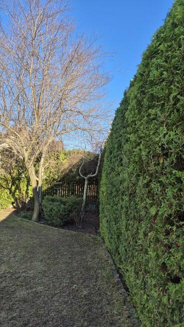 Cięcie tui, drzew owocowych, porządkowanie ogrodów, trawniki