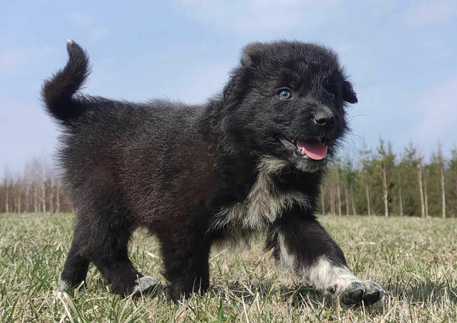 Border Collie - Pies do pasienia na gospodarstwo, pełna dok.
